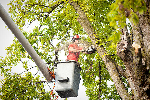 Best Hazardous Tree Removal  in Shelton, CT